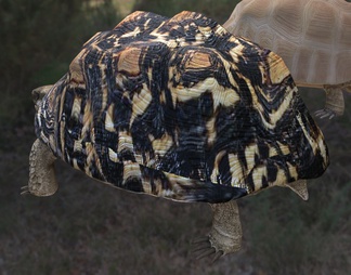 豹纹陆龟 豹龟 豹纹龟 动物