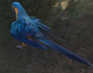 蓝喉金刚鹦鹉 玻利维亚金刚鹦鹉