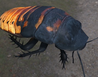 马达加斯加蟑螂