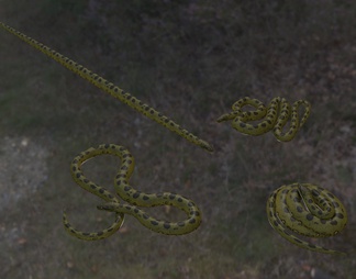 绿森蚺 森蚺 绿水蟒蛇 冷血动物