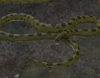 绿森蚺 森蚺 绿水蟒蛇 冷血动物