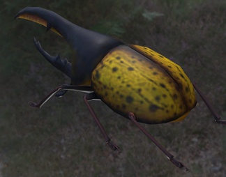 大力甲虫 犀金龟 独角仙 长戟大兜虫 赫拉克勒斯昆虫 动物生物