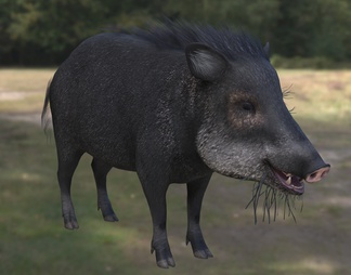白唇西猯野猪 野生 动物 生物