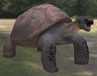 亚洲巨龟 大东方龟 阿特拉斯巨龟 动物 生物