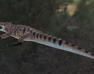 马达加斯加角鳄鱼 野生动物 生物