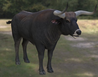 欧洲野牛 动物 生物