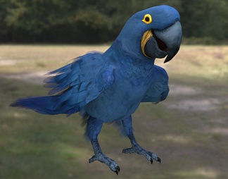 紫蓝金刚 鹦鹉 蓝紫金刚 鹦鹉 风信子金刚 鹦鹉 鸟类动物生物