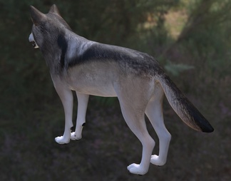 墨西哥灰狼 灰狼 墨西哥亚种 墨西哥狼 野生动物 生物