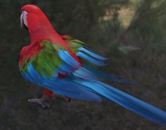 红绿翅膀金刚鹦鹉 小金刚鹦鹉 鸟类 生物 动物