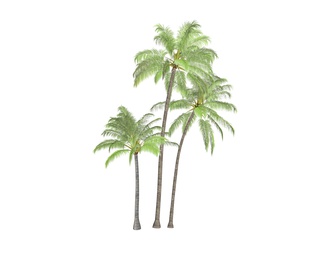 棕榈椰子树组合