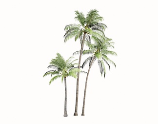 棕榈椰子树组合