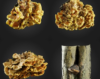 蘑菇 菌类 树干