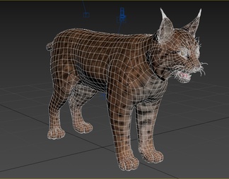 短尾猫 巴布猫 赤猞猁 北美山猫 红猫 野生动物