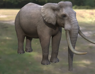 欧洲矮象 西西里矮象 法氏古菱齿象 法氏亚洲象 大象 野生动物