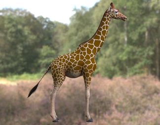 网纹长颈鹿 索马里长颈鹿 动物