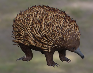 澳洲针鼹 短吻针鼹 刺食蚁兽 野生动物