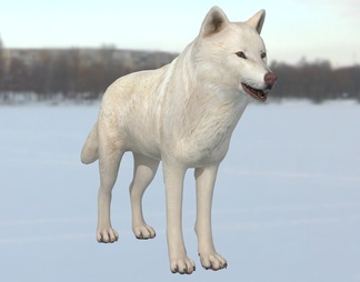 北极狼 白狼 动物