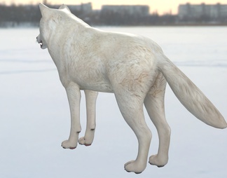 北极狼 白狼 动物