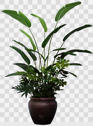 盆栽植物贴图 盆栽植物3d贴图 3dmax盆栽植物贴图下载-青墨3d贴图库