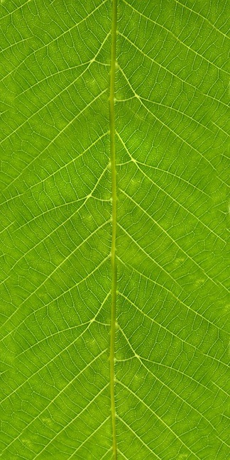 肌理生物理植样纹植样纹 (418)