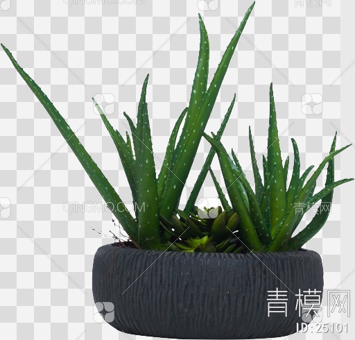 室内植物