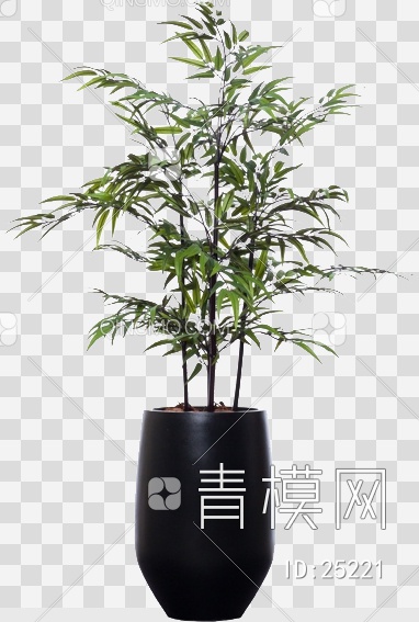 室内植物