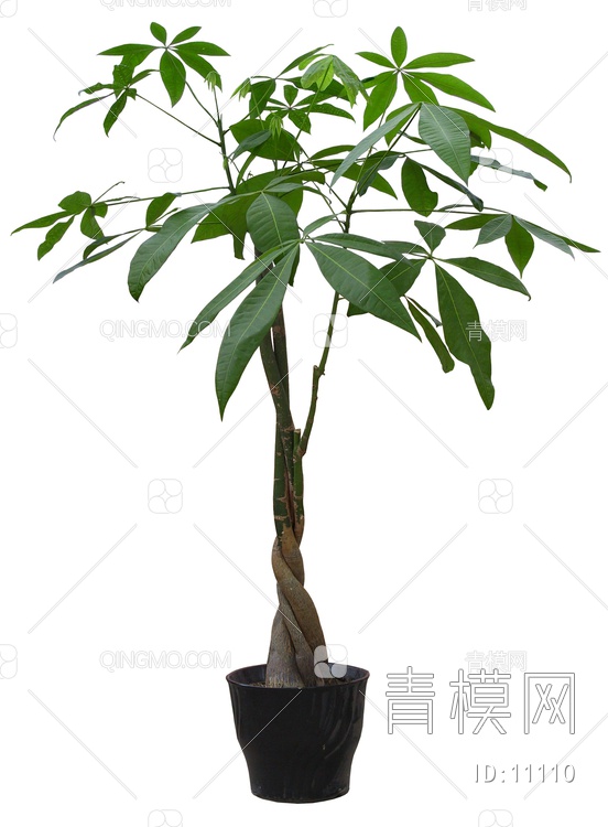 大果木棉树