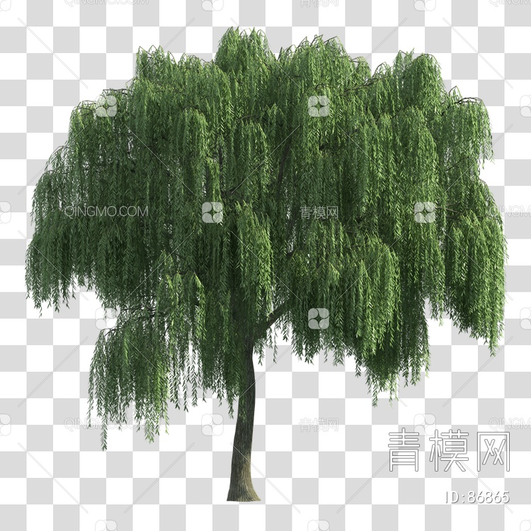 植物树