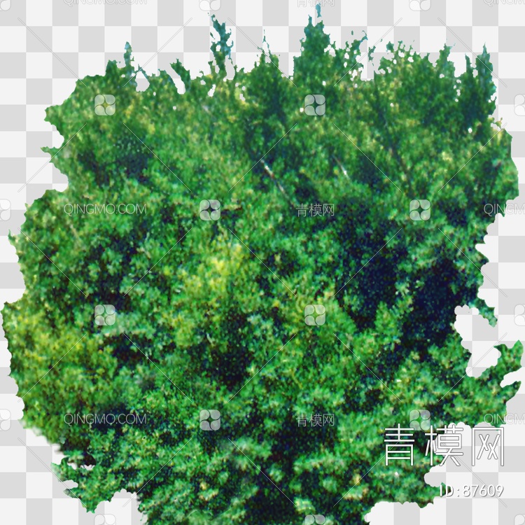 矮紫杉1