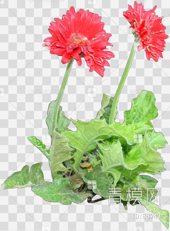 非洲菊