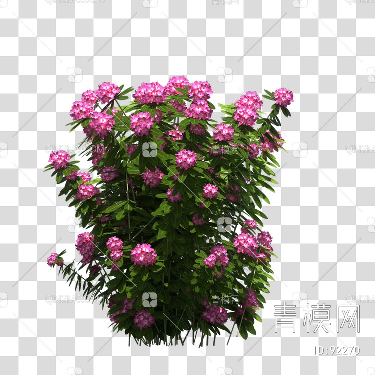 植物花