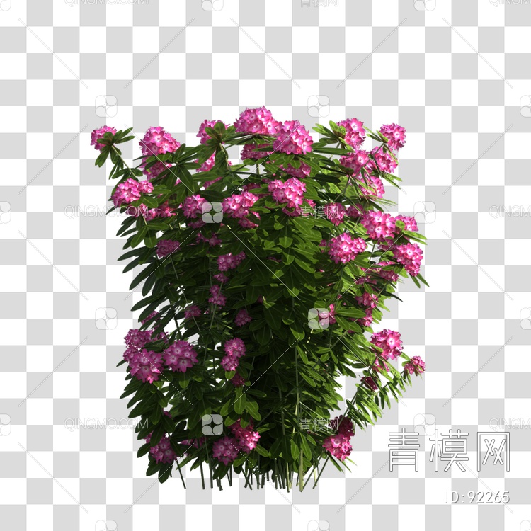 植物花