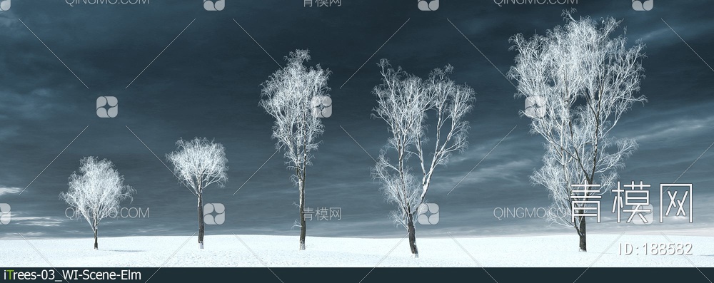 冬天的的榆树