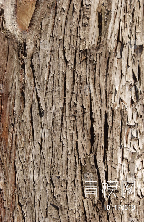 关键字: jpg棕黄特大尺寸 树自然元素贴图库 树干松树