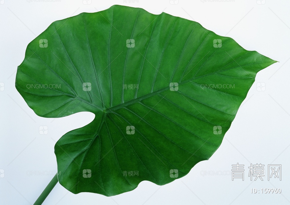绿叶贴图