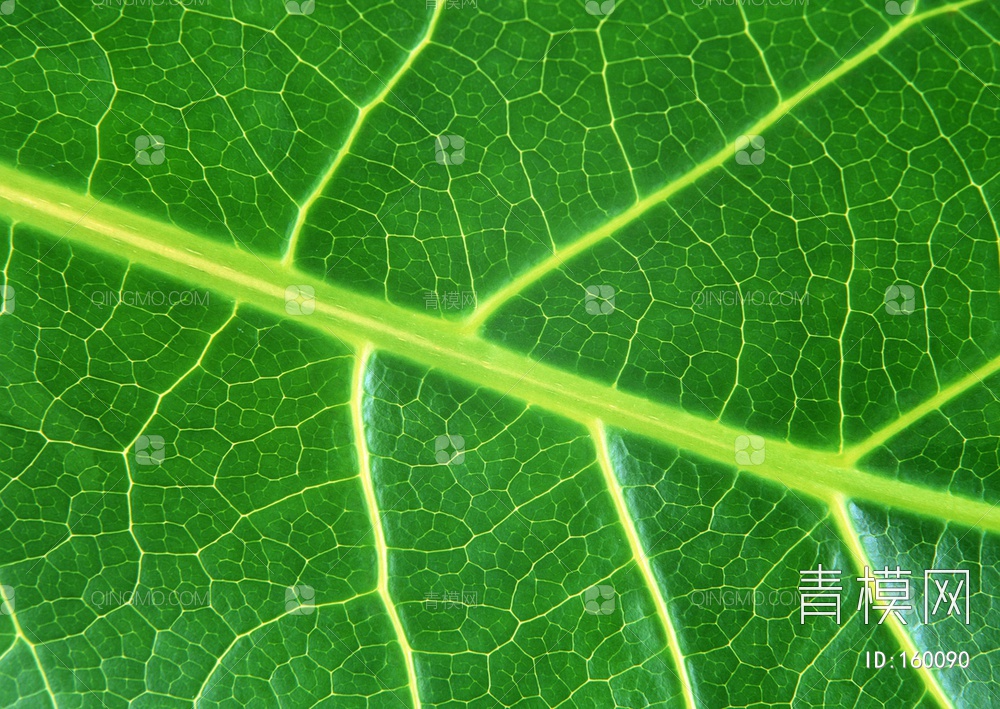 关键字: 特大尺寸jpg绿 叶子自然元素贴图库 绿叶