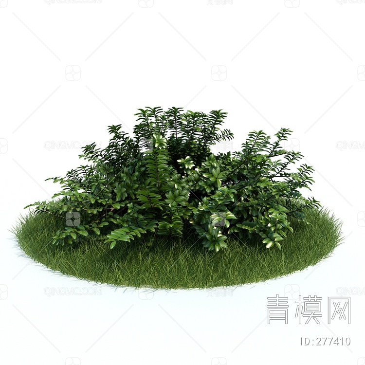 關鍵字: 中尺寸jpg綠白 灌木植物3d模型 蕊帽忍冬