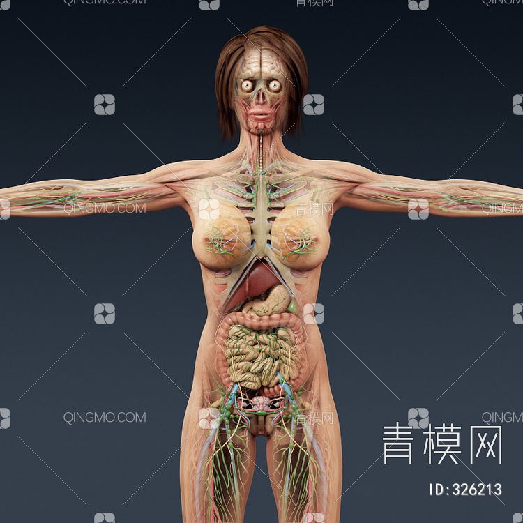 女人医学人体器官