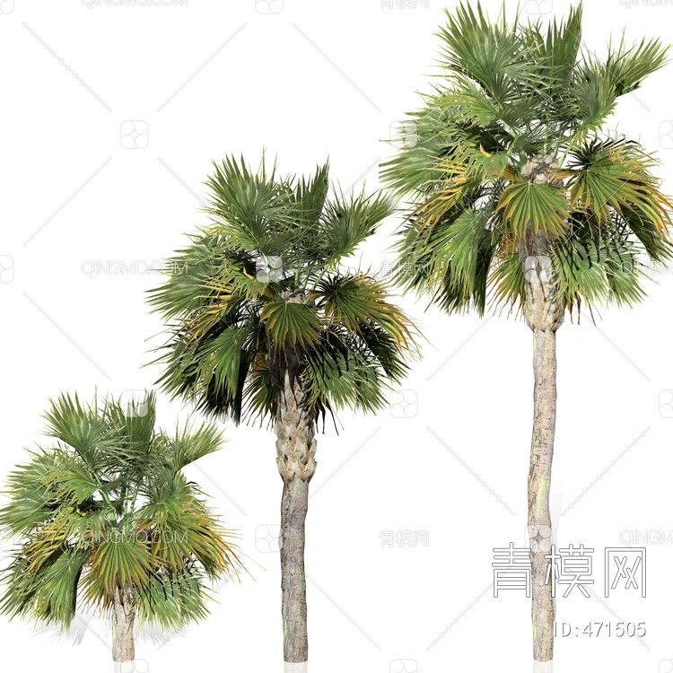  热带树 棕榈树
