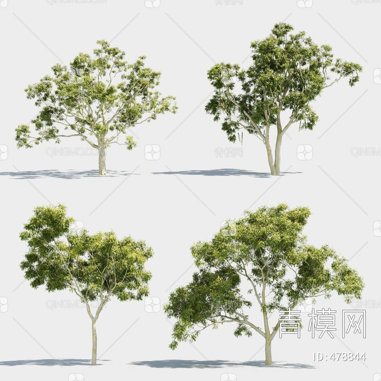 景观树行道树