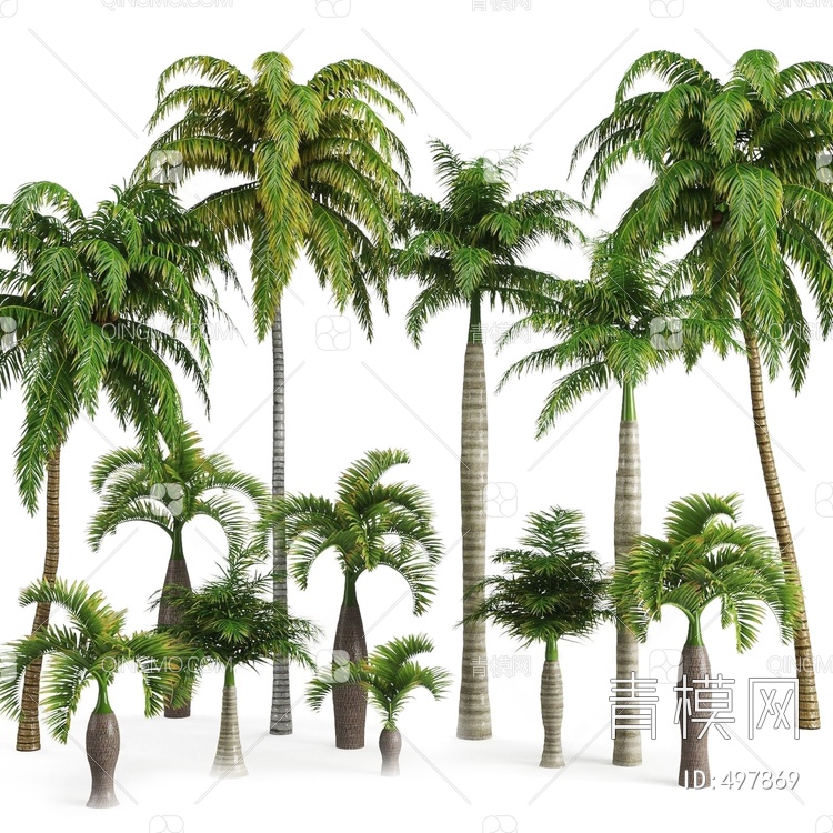 椰子树组合