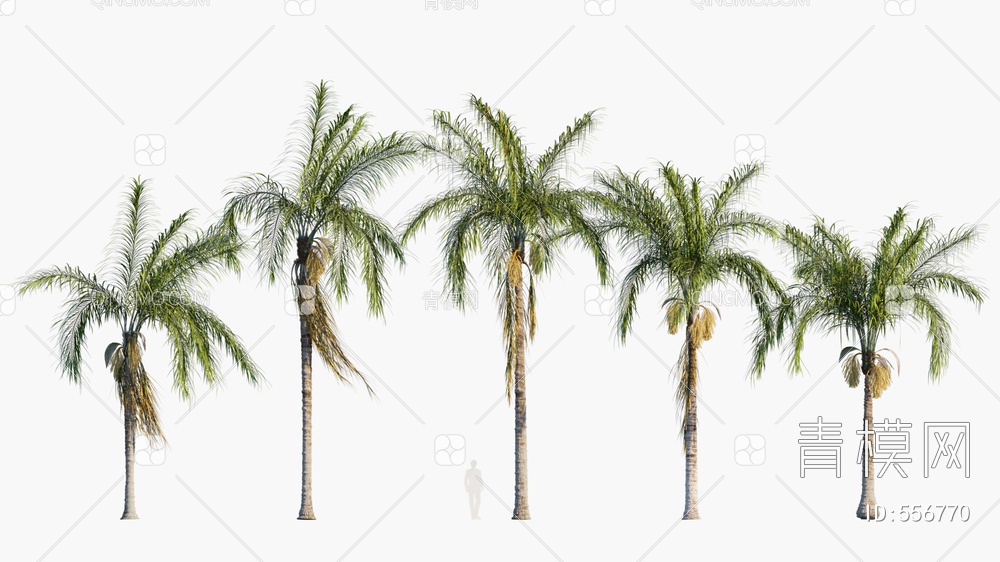 棕榈树  海边棕榈树 热带树