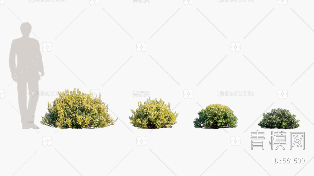 灌木 植物  矮植物