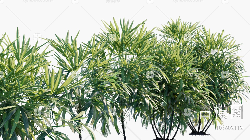 棕竹   植物  绿植