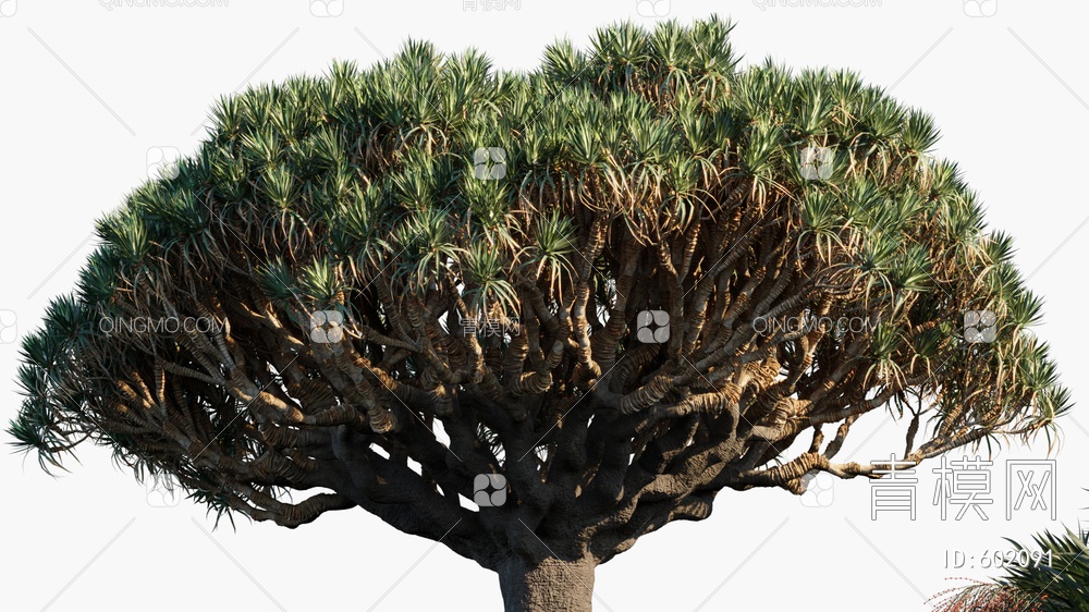 龙血树   树