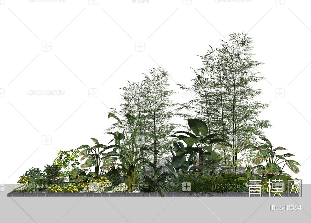 植物盆栽 竹子