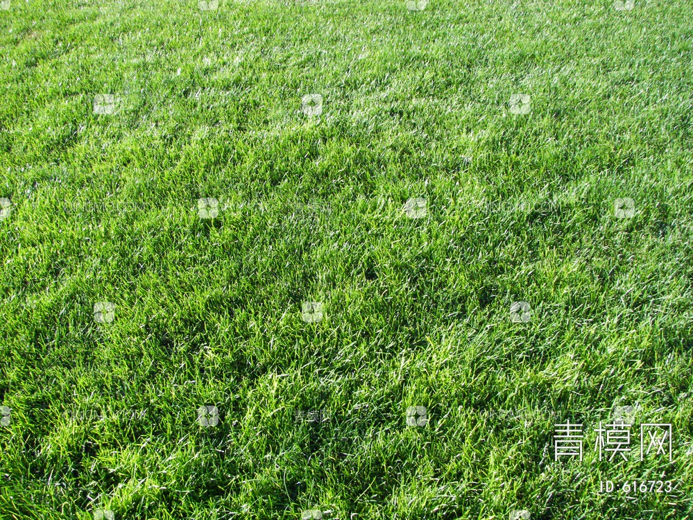 草皮  草坪 草地 草