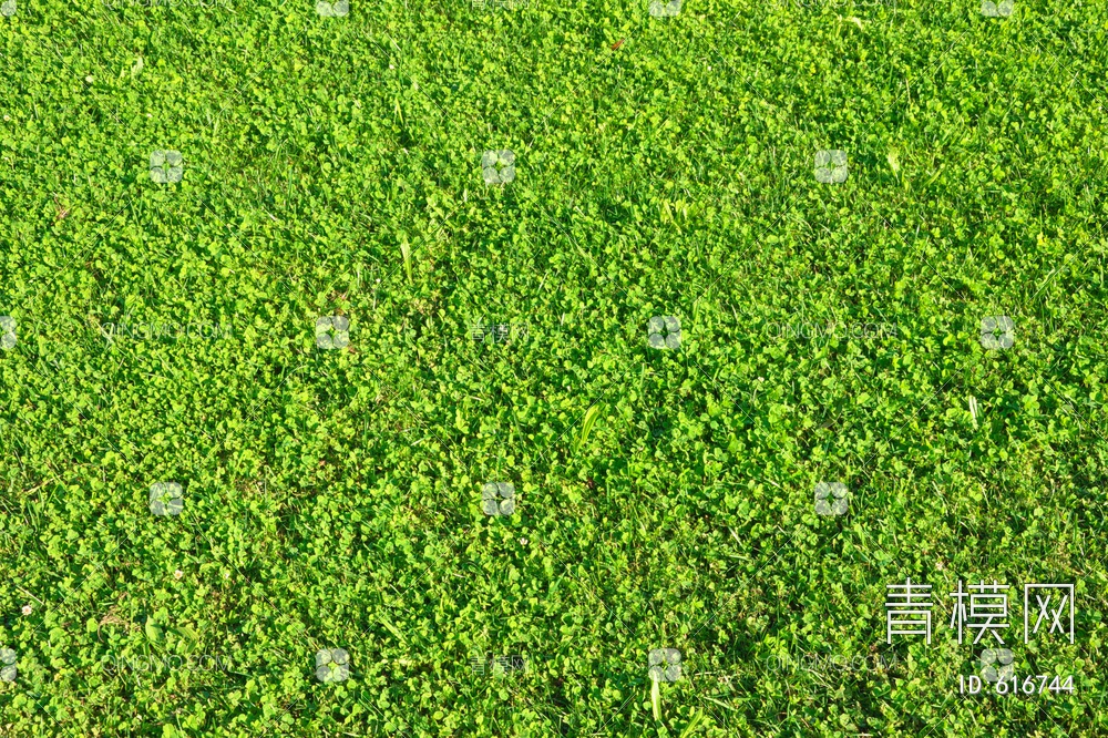 草皮  草坪 草地 草