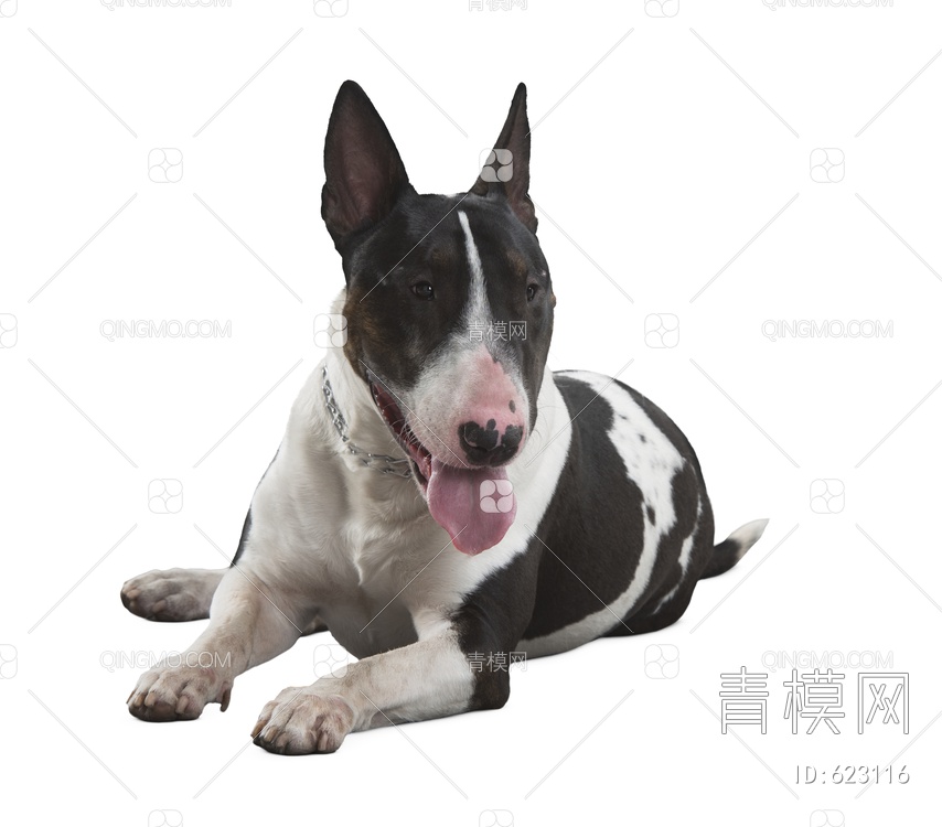 波士顿梗犬 犬 狗 PSD文件