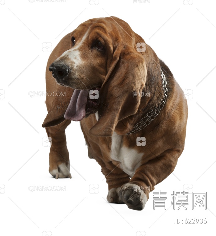 巴吉度犬 狗